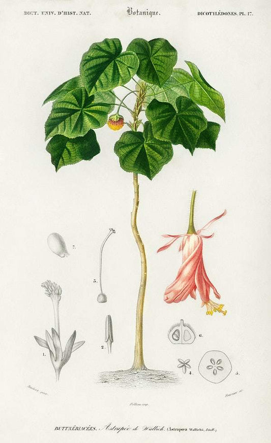 Astrapoea Wallichii illustrated by Charles Dessalines D' Orbigny