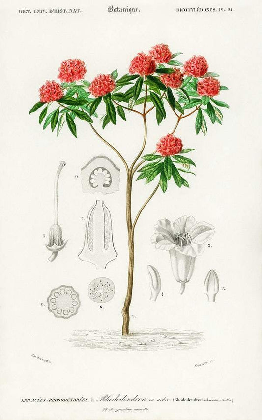 Rhododendron arboreum illustrated by Charles Dessalines D' Orbigny