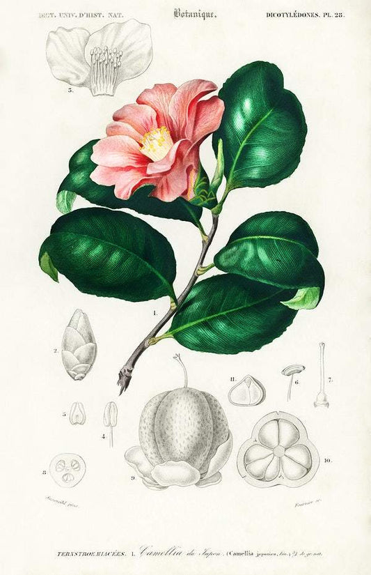 Camellia japonica (Camélia du Japon) illustrated by Charles Dessalines D' Orbigny