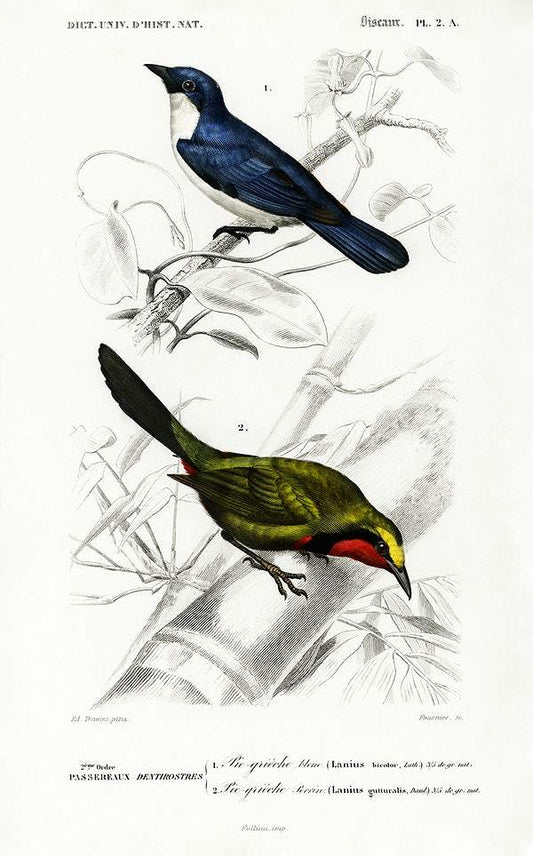 Different types of birds illustrated by Charles Dessalines D' Orbigny (