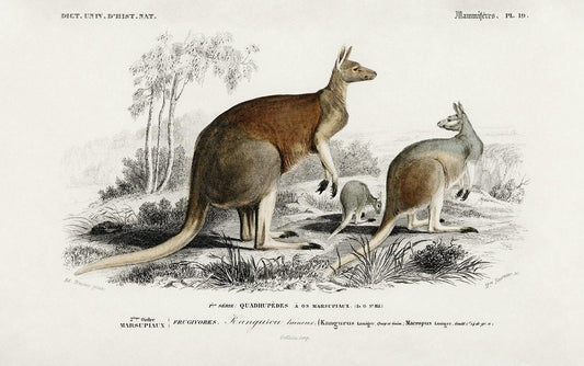 The red kangaroo (Macropus rufus) illustrated by Charles Dessalines D' Orbigny
