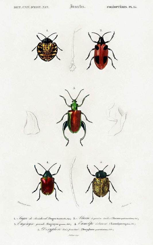 Different types of beetles illustrated by Charles Dessalines D' Orbigny