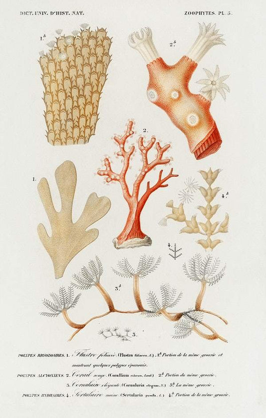 Different types of corals illustrated by Charles Dessalines D' Orbigny