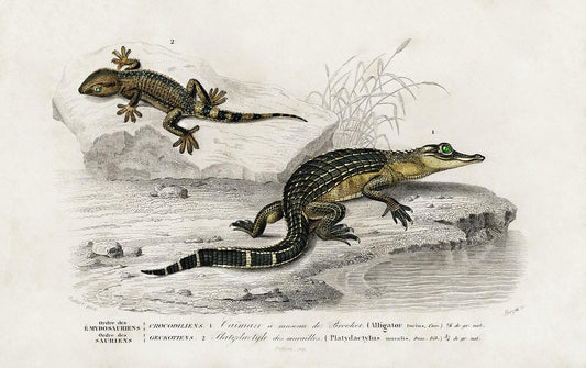 Alligator (Alligator incius) and Lilford'swall lizard (Podarcis lilfordi) illustrated by Charles Dessalines D' Orbigny