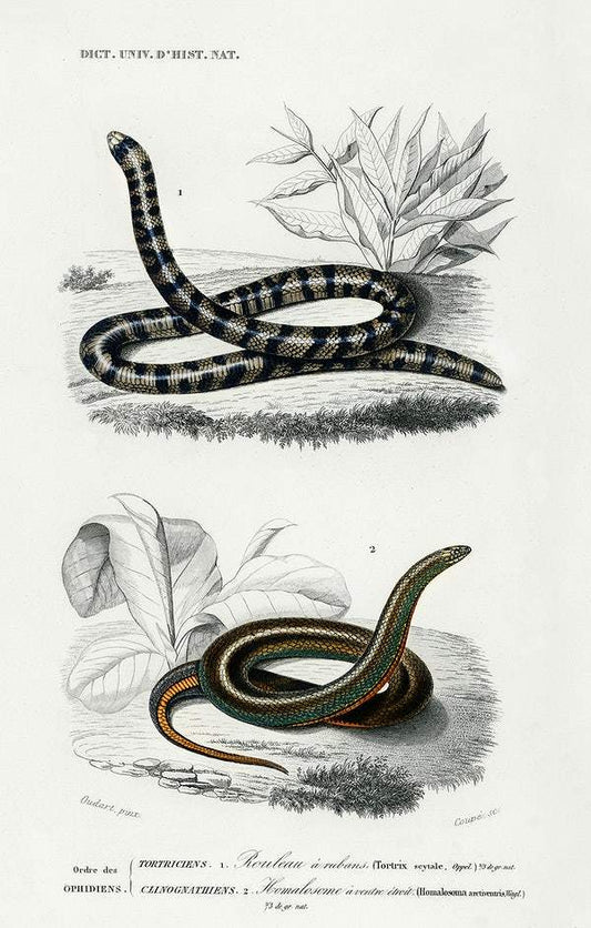 Anilius (Tortrix Scytale) and Slug Eater (Homalosoma arctiventris) illustrated by Charles Dessalines D' Orbigny