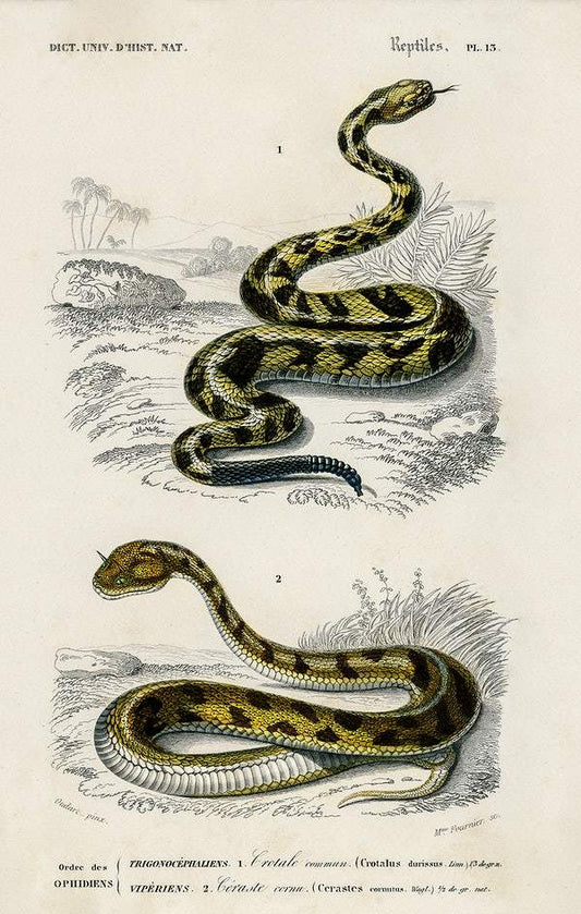 Coral Snake and Egyptian Cobra illustrated by Charles Dessalines D' Orbigny