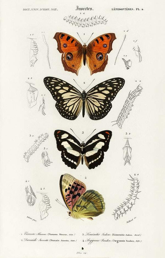 Collection of butterflies illustrated by Charles Dessalines D' Orbigny