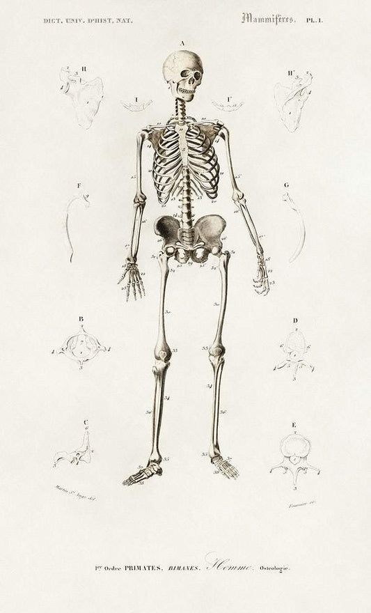Human skeleton illustrated by Charles Dessalines D' Orbigny