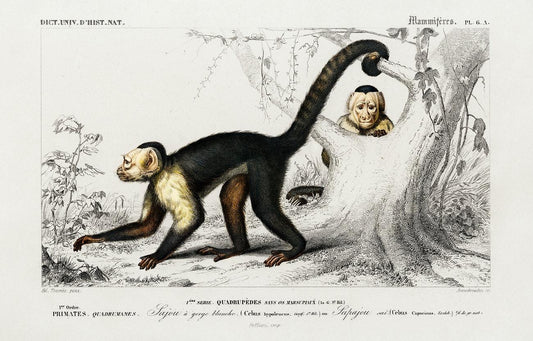 White-headed capuchin illustrated by Charles Dessalines D' Orbigny