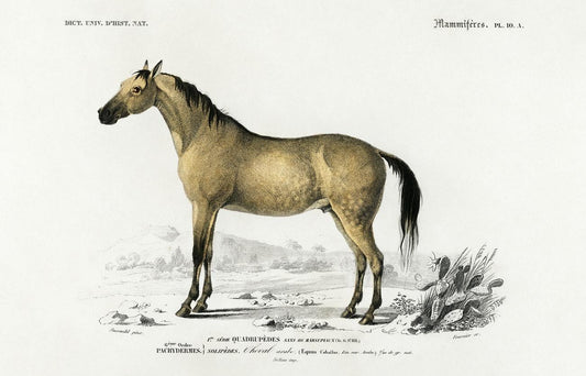 Horse (Equus ferus caballus) illustrated byCharles Dessalines D' Orbigny