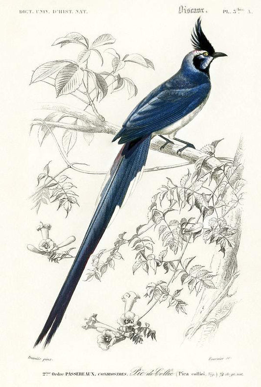 Black-throated magpie-jay (Pica colliei) illustrated by Charles Dessalines D' Orbigny