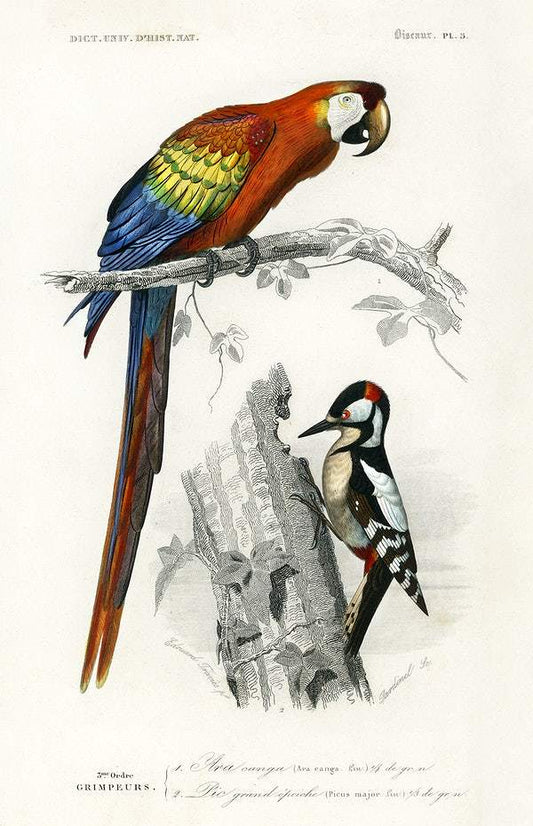 Different types of birds illustrated by Charles Dessalines D' Orbigny