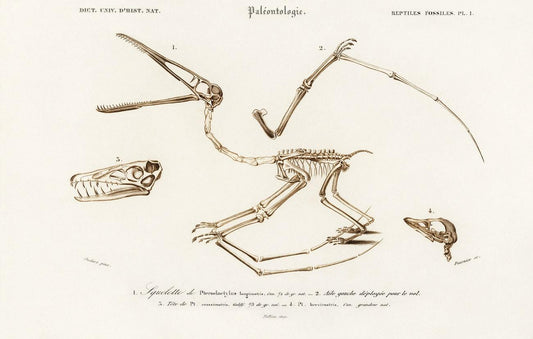 Pterosaur (Pterodactylus) illustrated by Charles Dessalines D' Orbigny
