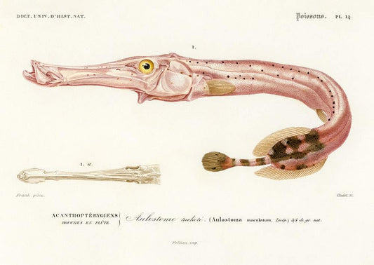 Aulostoma maculatum illustrated by Charles Dessalines D' Orbigny