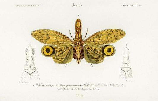 Fulgora graciliceps illustrated by Charles Dessalines D' Orbigny