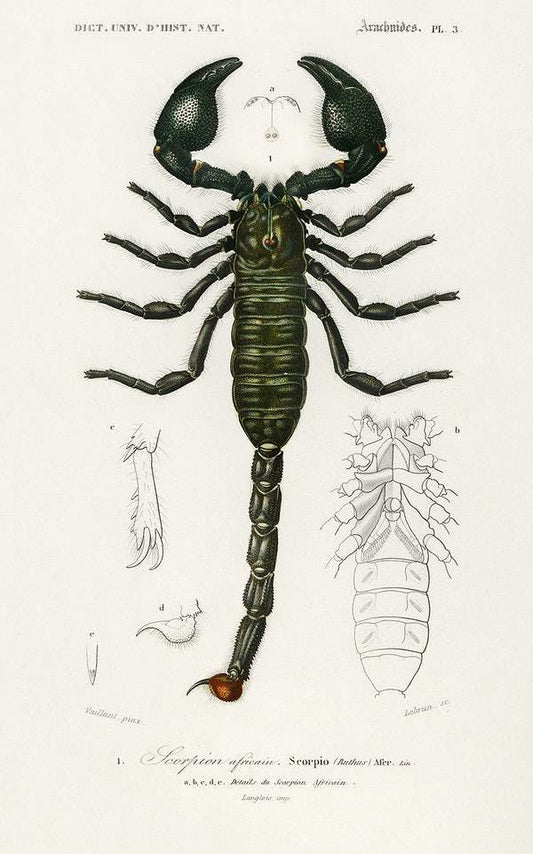 The Emperor Scorpion (Buthus Afer) illustrated by Charles Dessalines D' Orbigny