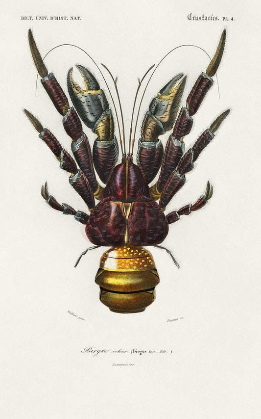Coconut Crab (Birgus latroi) illustrated by Charles Dessalines D' Orbigny
