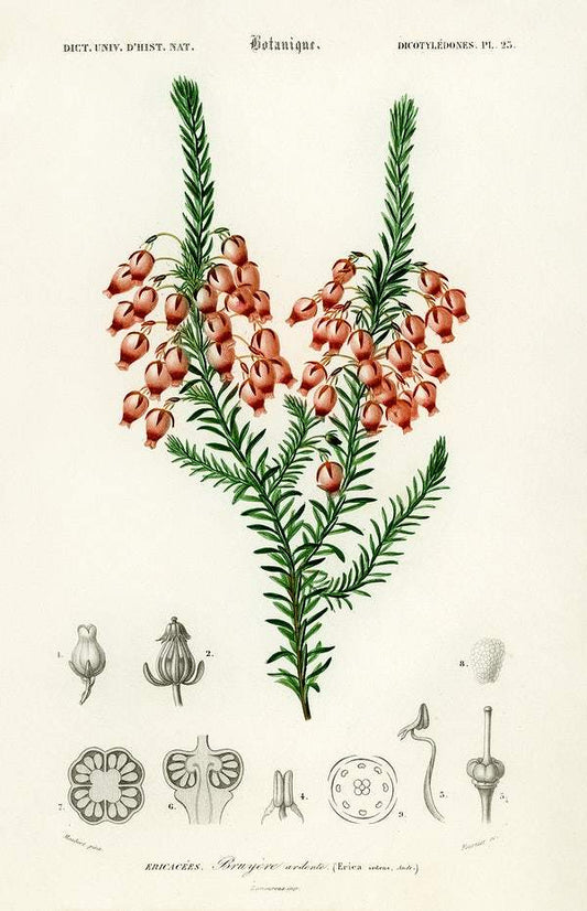 Erica ardens illustrated by Charles Dessalines D' Orbigny