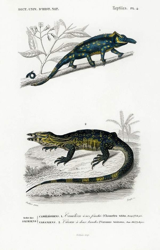 Two-horned chameleon (Furcifer bifidus) illustrated by Charles Dessalines D' Orbigny