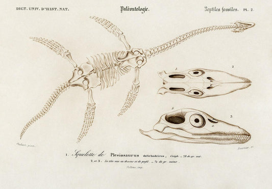 Plesiosaurus illustrated by Charles Dessalines D' Orbigny
