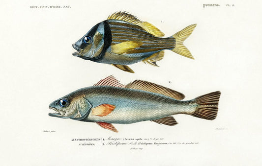 Porkfish and Shade-fish illustrated by Charles Dessalines D' Orbigny