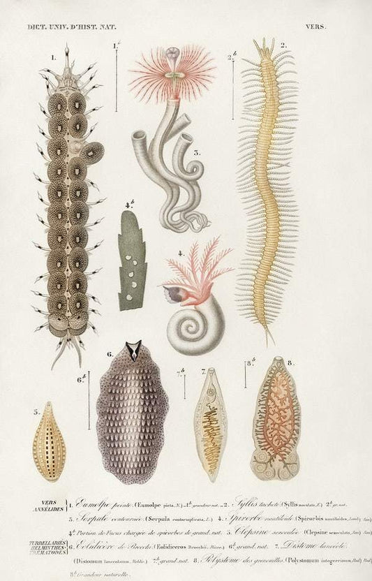 Different types of marine life illustrated by Charles Dessalines D' Orbigny