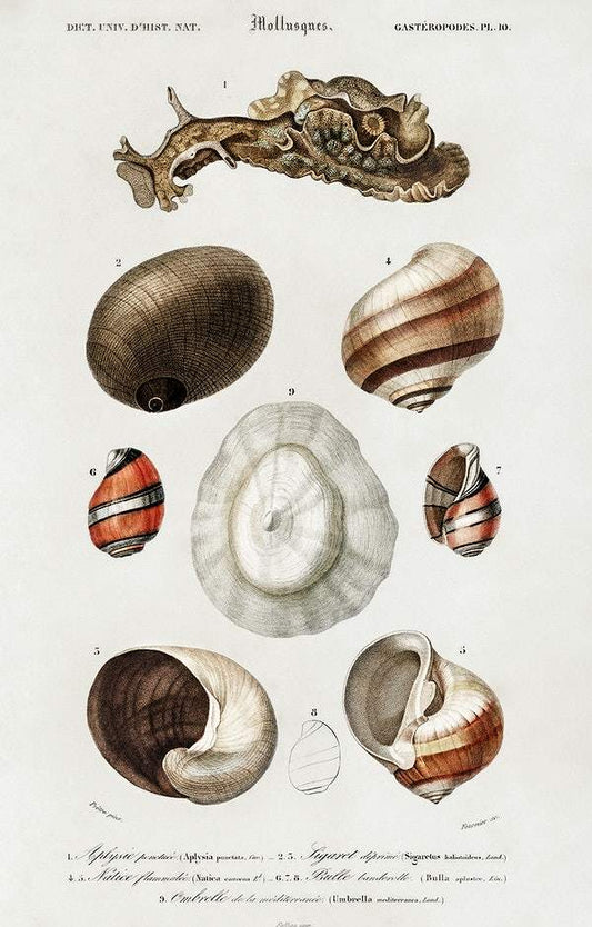 Different types of mollusks illustrated by Charles Dessalines D' Orbigny