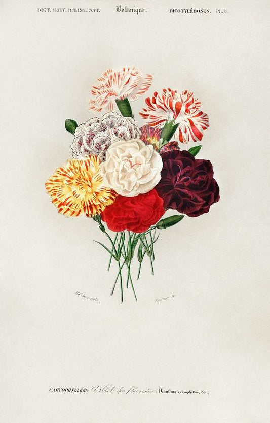 Carnation (Dianthus caryophyllus) illustrated by Charles Dessalines D' Orbigny