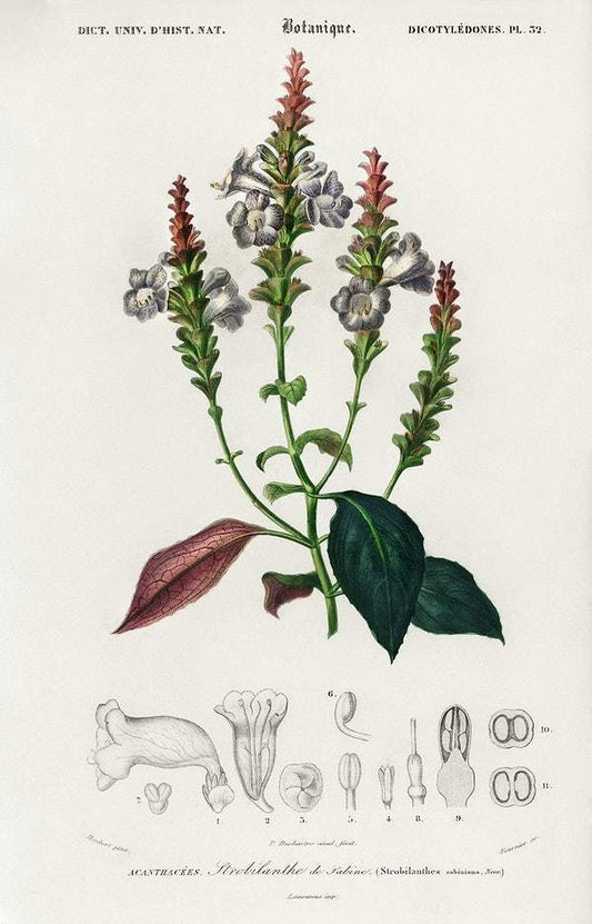 Strobilanthes sabiniana illustrated by Charles Dessalines D' Orbigny