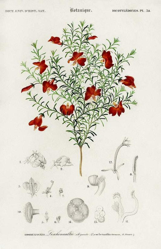 Red leschenaultia (Lechenaultia formosa) illustrated by Charles Dessalines D' Orbigny