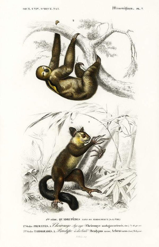 Three-toed Sloth (Bradypus ustus) and Aye-aye (Cheiromys madagascariensis) by Charles Dessalines D' Orbigny