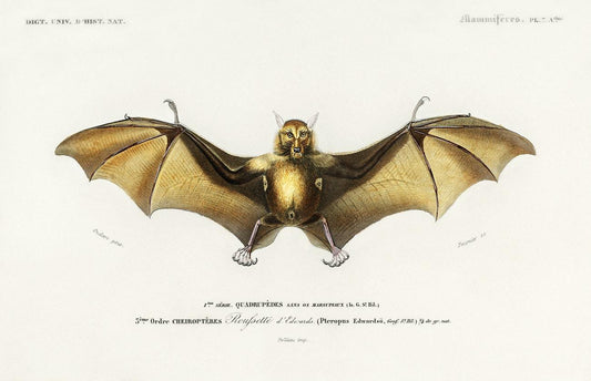 Bat (Roufsette) illustrated by Charles Dessalines D' Orbigny