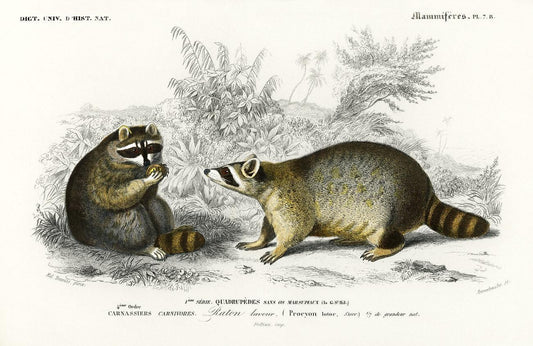 Raccoon (Procyon lotor) illustrated by Charles Dessalines D' Orbigny (