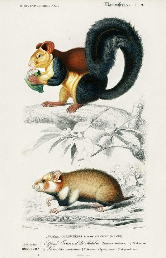 Squirrel (Sciurus) and Hamster (Cricetus) by Charles Dessalines D' Orbigny