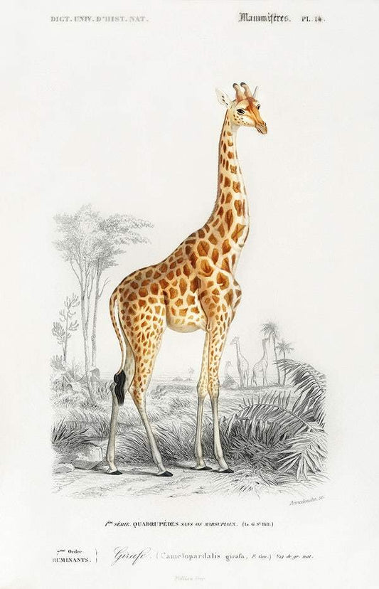 Giraffe (Giraffa camelopardalis) illustration wall art print