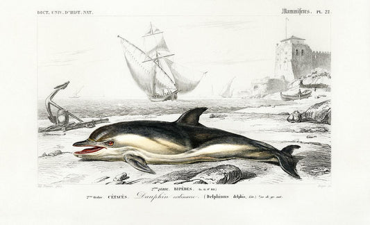 Delphinus delphis illustrated by Charles Dessalines D' Orbigny