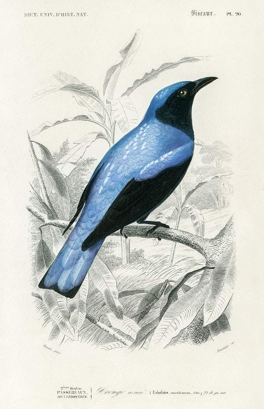 Square-tailed drongo (Edoius caerulescens) illustrated by Charles Dessalines D' Orbigny