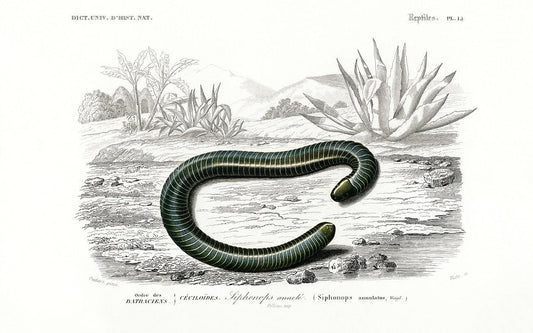 Ringed caecilian (Siphonops annulatus) illustrated by Charles Dessalines D' Orbigny