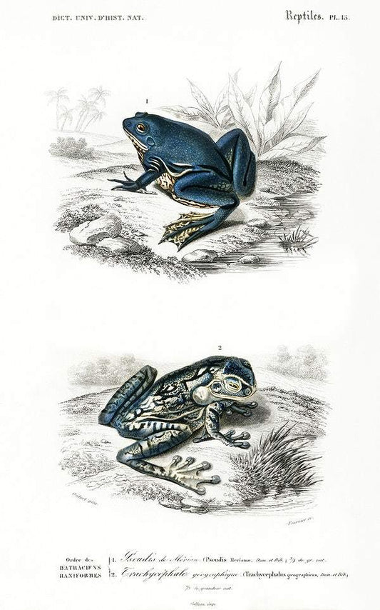 Shrinking frog (Pseudis Merianae) and Black-spotted casque-headed tree (Trachycephalus geographieus) by Charles Dessalines D' Orbigny
