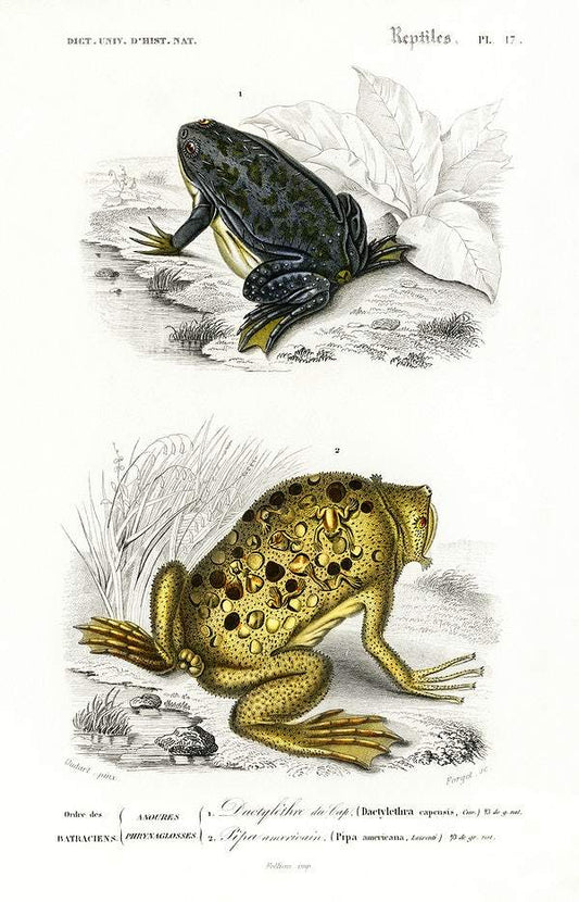 Shrinking frog (Pseudis Merianae) and Surinam toad (Pipa americana) by Charles Dessalines D' Orbignyby Charles Dessalines D' Orbigny