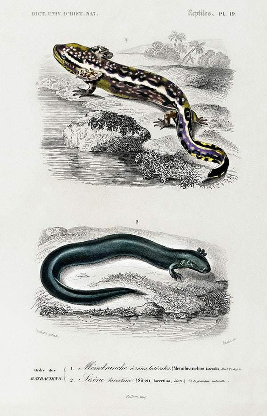 Mudpuppy (Menabranchus lateralis) and Greater siren (Siren lacertina) by Charles Dessalines D' Orbigny