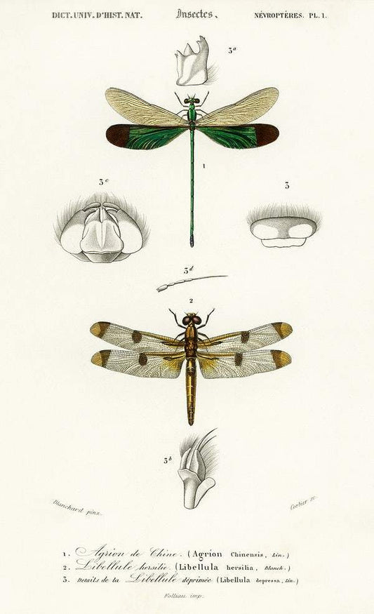Different types of dragonflies illustrated by Charles Dessalines D' Orbigny