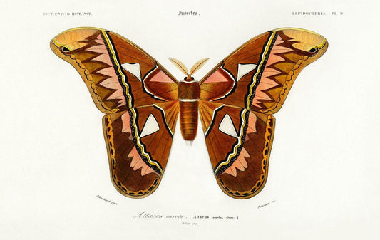 Attacus Atlas Moth (Attacus Aurora) illustrated by Charles Dessalines D' Orbigny