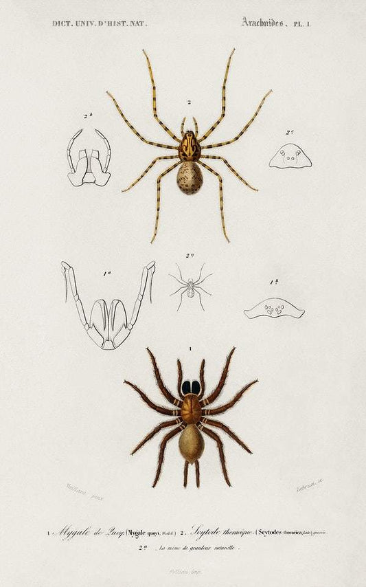 Different types of spiders illustrated by Charles Dessalines D' Orbigny