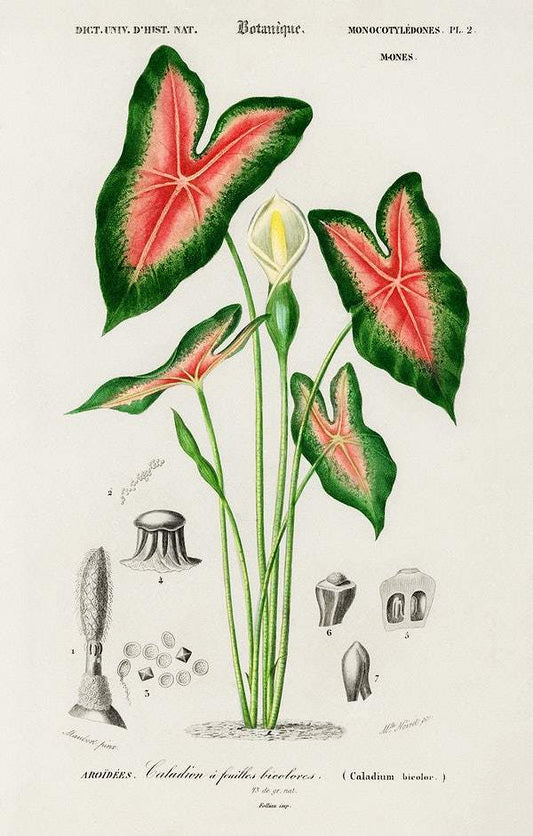 Elephant ear (Caladium bicolor) illustrated by Charles Dessalines D' Orbigny