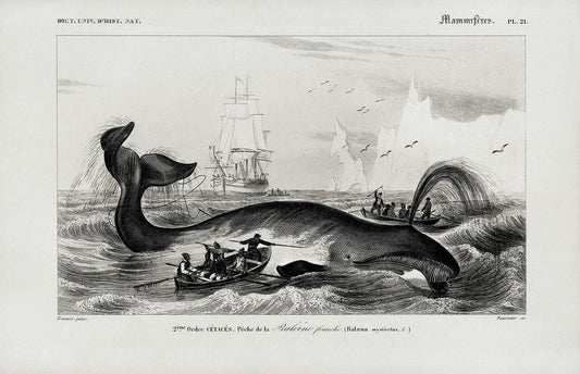 Balaena mysticetus, Bowhead whale, by Charles Dessalines D' Orbigny