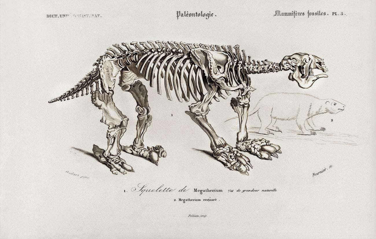 Megatherium illustrated by Charles Dessalines D' Orbigny