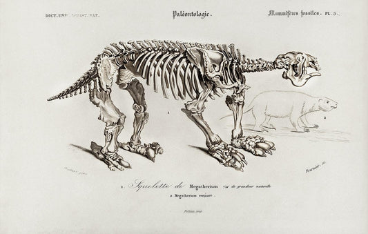 Megatherium illustrated by Charles Dessalines D' Orbigny