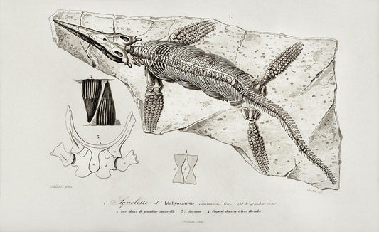 Chthyosaurus illustrated by Charles Dessalines D' Orbigny