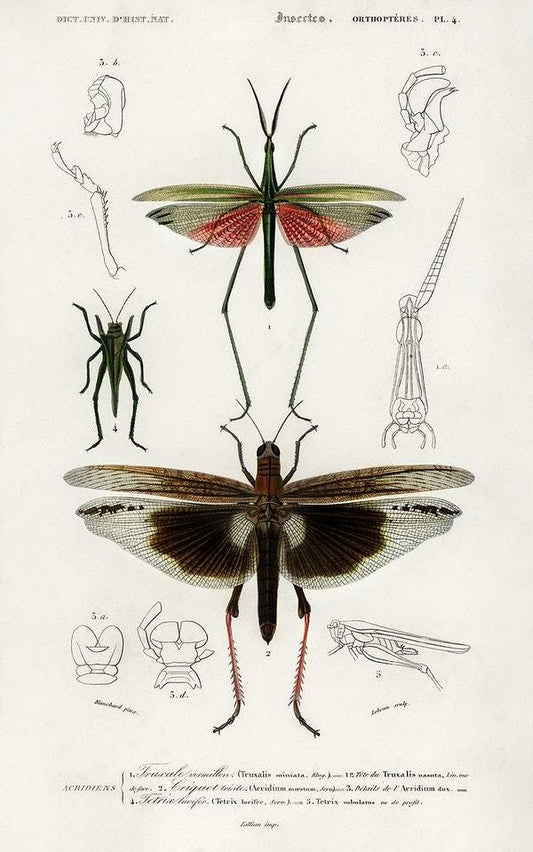 Different types of bugs illustrated by Charles Dessalines D' Orbigny